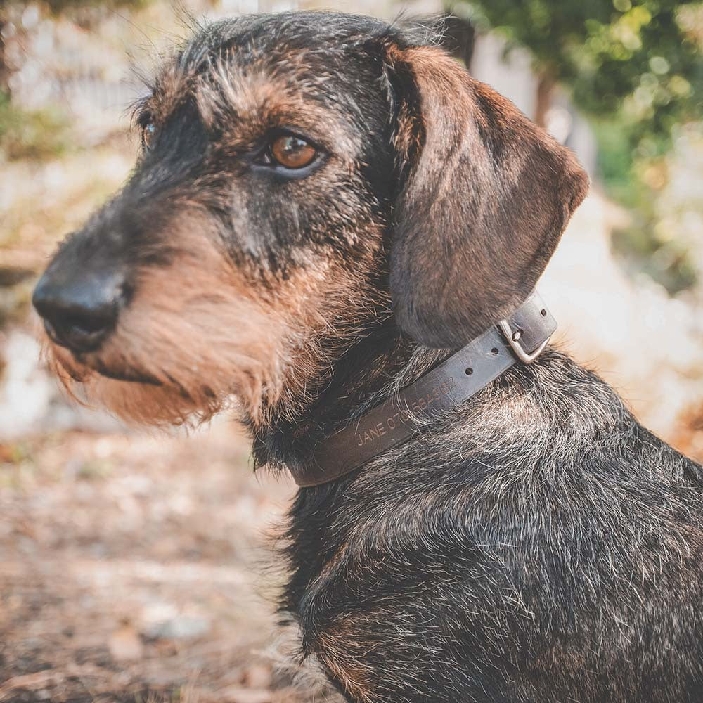 Roselli Dog Collar in leather 